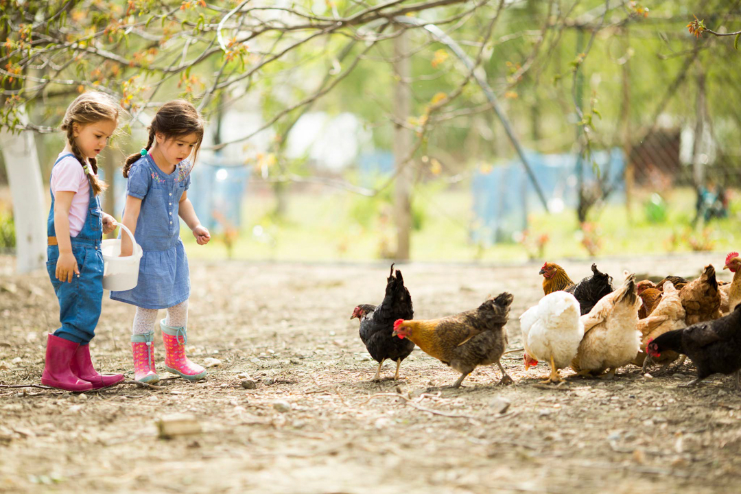 Two little girl feeding chickens