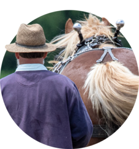 Amish man with his horse