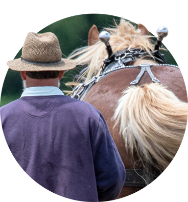 Amish man with his horse