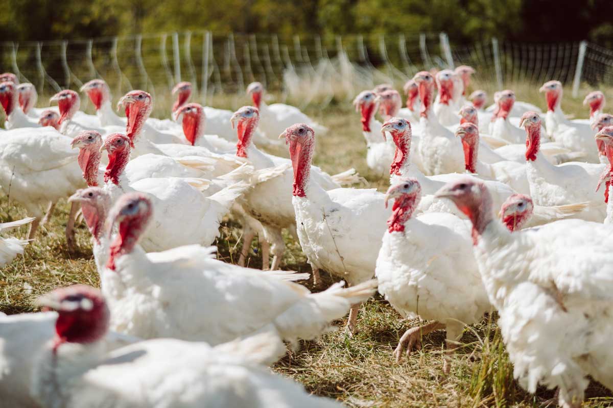 A group of white turkeys on Joel Salatin's farm