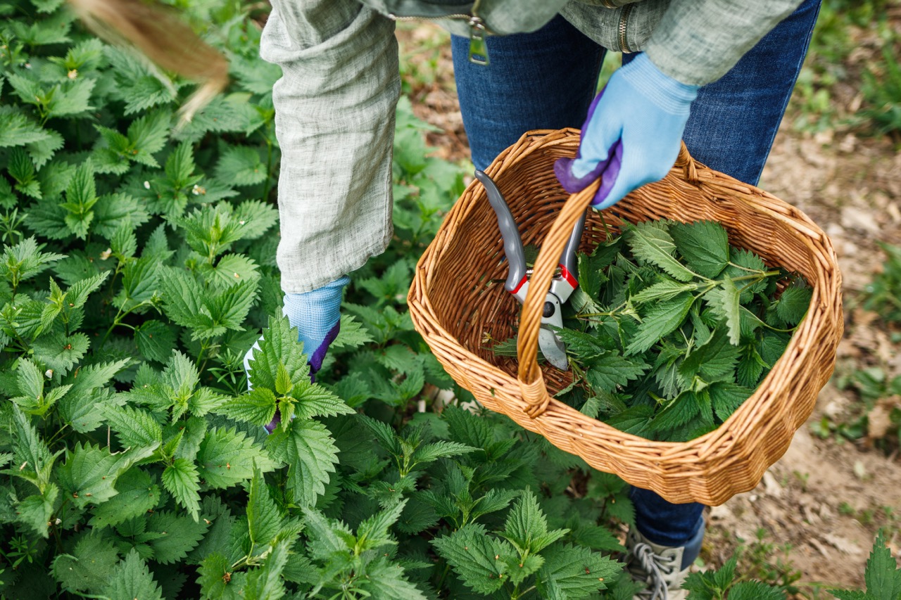Picking Nettle leaves