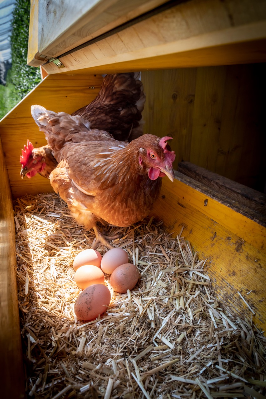 chicken with eggs in henhouse