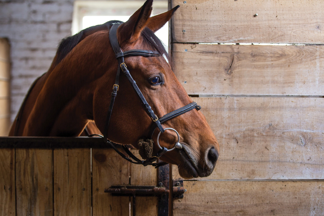 Bay harnessed horse standing in the stall